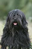 TERRIER DU TIBET 314